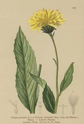 Havikskruid
