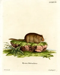 Hazelmuis
