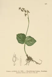 Hartbladige Twayblade (Listera cordata, Listera cordifolia, Neottia cordata)