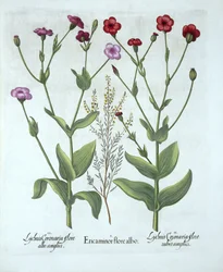 Heide en Twee Soorten Lychnis, uit Hortus Eystettensis, door Basil Besler, gepubliceerd 1613