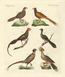 Hoenderachtige vogels