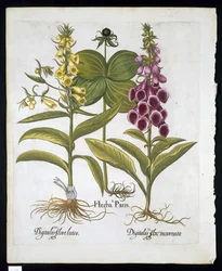 Herb Paris (Solanum quadrifolium), gewone vingerhoedskruid (Digitalis Purpurea) grote gele vingerhoedskruid uit Hortus Eystettensis door Basil Besler (1561-1629) gepubliceerd in 1613