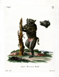 Varkenssnoet Baviaan
