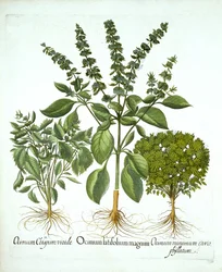Heilige Basilicum en twee andere soorten basilicum, uit "Hortus Eystettensis", door Basil Besler