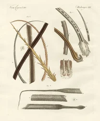 Menselijke en dierlijke haren