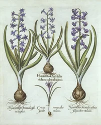 Hyacinten en een Herfstkrokus, uit Hortus Eystettensis, door Basil Besler, gepubliceerd 1613