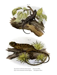 Leguaan