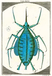 Illustratie van een bladluis, Musement Microscopique, 1764