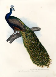 Indiase Blauwe Pauw, 1864