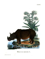Indische Neushoorn