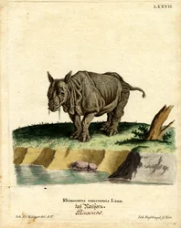 Indische Neushoorn