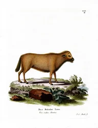 Indische Waterbuffel