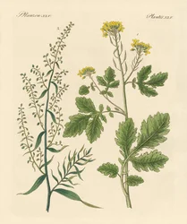 Inheemse specerijplanten