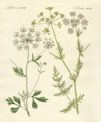 Inheemse specerijplanten