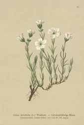 Inner Alpen Sandwort