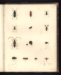 Insecta, Pl. XVI, illustratie uit Recueil d