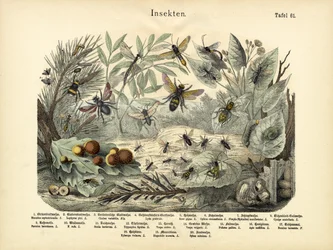 Insecten, ca. 1860