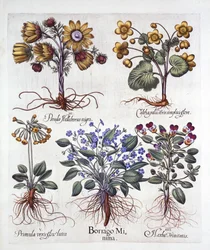 Ipheion Rolf Fiedler Lentester, Dotterbloem, Pseudo Helleborus, Driekleurig Viooltje en Sleutelbloem, uit Hortus Eystettensis, door Basil Besler, 1613