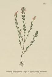 Ierse Oogentroost (Euphrasia Salisburgensis)