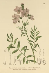 Jacobs Ladder