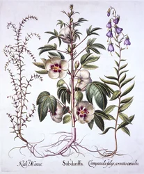 Jamaica Zuring, Klokjesbloem en Prikkelige Zoutkruid, uit Hortus Eystettensis, door Basil Besler, 1613