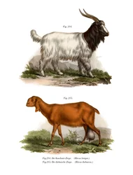Kasjmiergeit, 1860