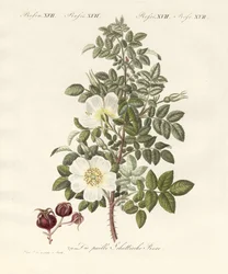 Soorten rozen