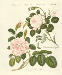 Soorten rozen