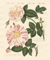 Soorten rozen