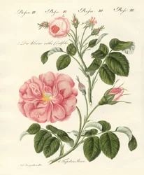 Soorten rozen