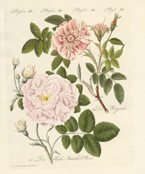 Soorten rozen