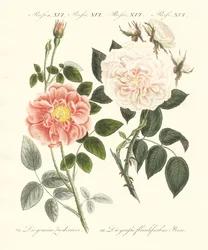Soorten rozen