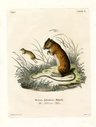 Labrador springmuis