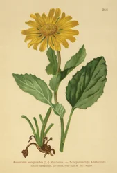 Grootbloemige Alpenleeuwenbek