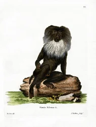 Leeuwenstaartmakaak