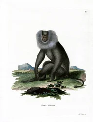 Leeuwenstaartmakaak
