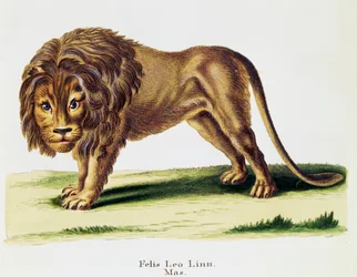 Leeuw (Felis leo), uit Zoogdieren geïllustreerd uit de natuur met beschrijvingen, door Johann Christian Daniel von Schreber (1739-1810), gravure door H I Tisroff, volume 3, tafel 97-A, Duitsland