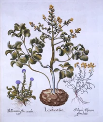 Leeuwenblad en Alpenbloemen, uit Hortus Eystettensis, door Basil Besler, 1613