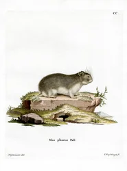 Kleine Grijze Hamster