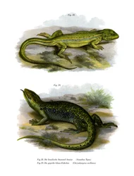 Hagedis