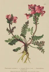 Langneusige Ratelaar (Pedicularis rostrata)