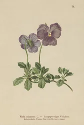 Langgespoorde Viooltje