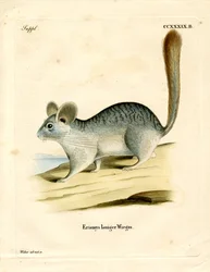 Langstaartchinchilla