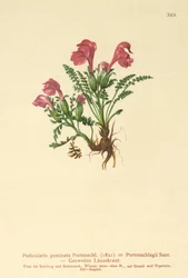 Ratelaar (Pedicularis geminata, Pedicularis Portenschlagii, Pedicularis pumila)
