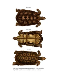 Madagaskische spinnen schildpad