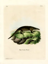 Maleise Pangolin