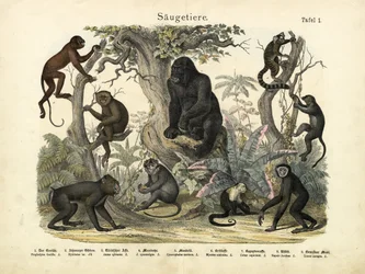 Zoogdieren, ca. 1860