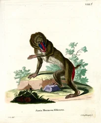 Mandril