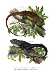 Veelkleurige struikanolis