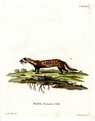 Marmermarter